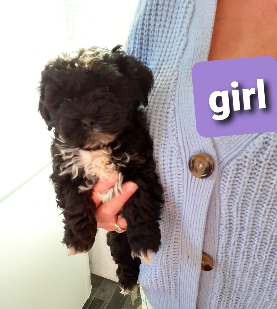 gumtree poodle cross